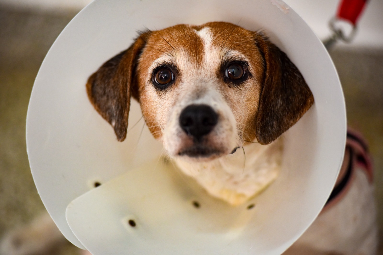 Abandono de animais é crime: Hospital Veterinário de Salvador reforça alerta aos tutores