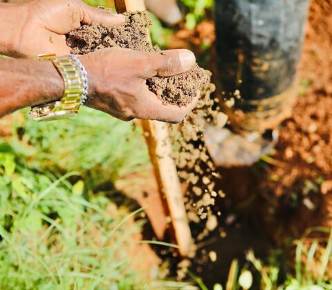 Imagem do post Salvador terá mais de 20 dias de ações ambientais com oficinas, plantios e feira agroecológica