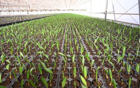 Imagem do post Bahia receberá biorrefinaria bilionária de combustível sustentável para aviação