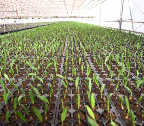 Imagem do post Bahia receberá biorrefinaria bilionária de combustível sustentável para aviação