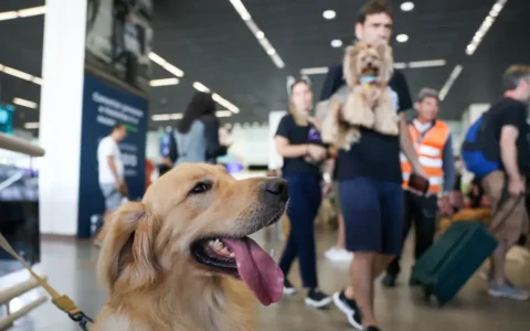 Imagem do post PCDs poderão acessar locais públicos e privados com cães de assistência em Salvador