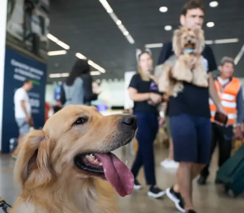 Imagem do post PCDs poderão acessar locais públicos e privados com cães de assistência em Salvador