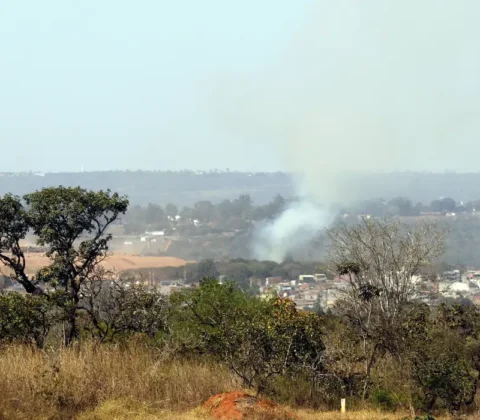 Imagem do post Ministério lança edital para arborizar periferia urbana de pequenas cidades