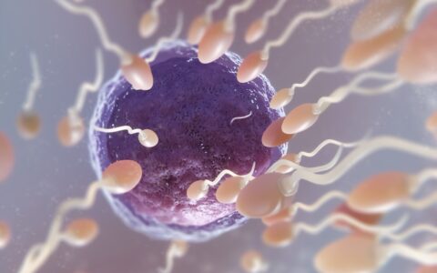 Imagem do post Qualidade dos óvulos é fator decisivo na preservação da fertilidade, alertam especialistas