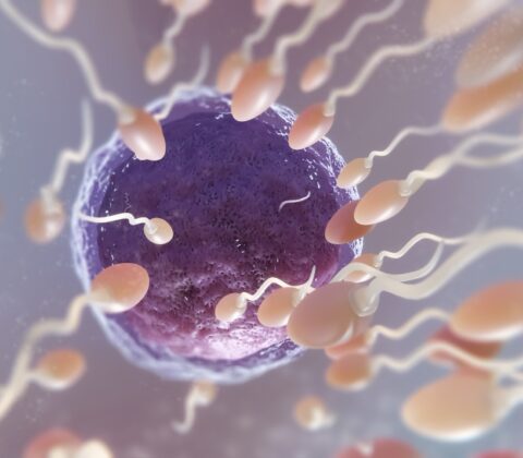 Imagem do post Qualidade dos óvulos é fator decisivo na preservação da fertilidade, alertam especialistas