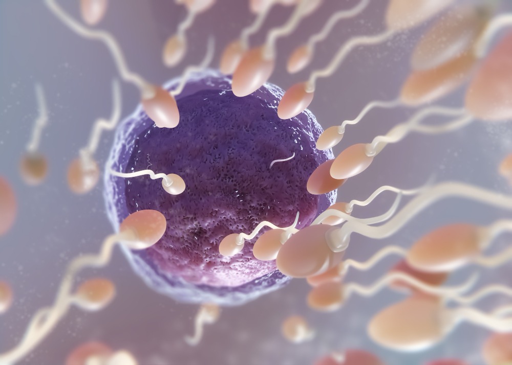 Qualidade dos óvulos é fator decisivo na preservação da fertilidade, alertam especialistas