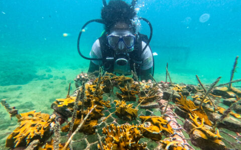 Imagem do post Mais de 3 mil corais cultivados: iniciativa na Bahia apresenta resultados inéditos