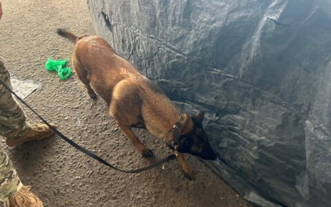 Imagem do post Cães farejadores entram em ação no Camaforró e reforçam combate ao tráfico em Camaçari