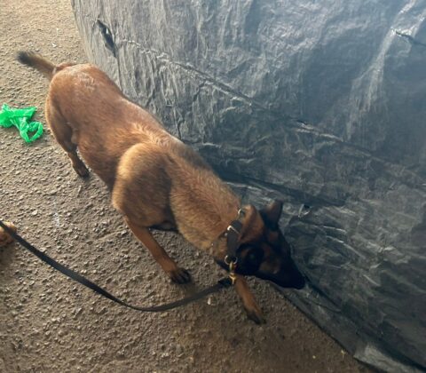 Imagem do post Cães farejadores entram em ação no Camaforró e reforçam combate ao tráfico em Camaçari