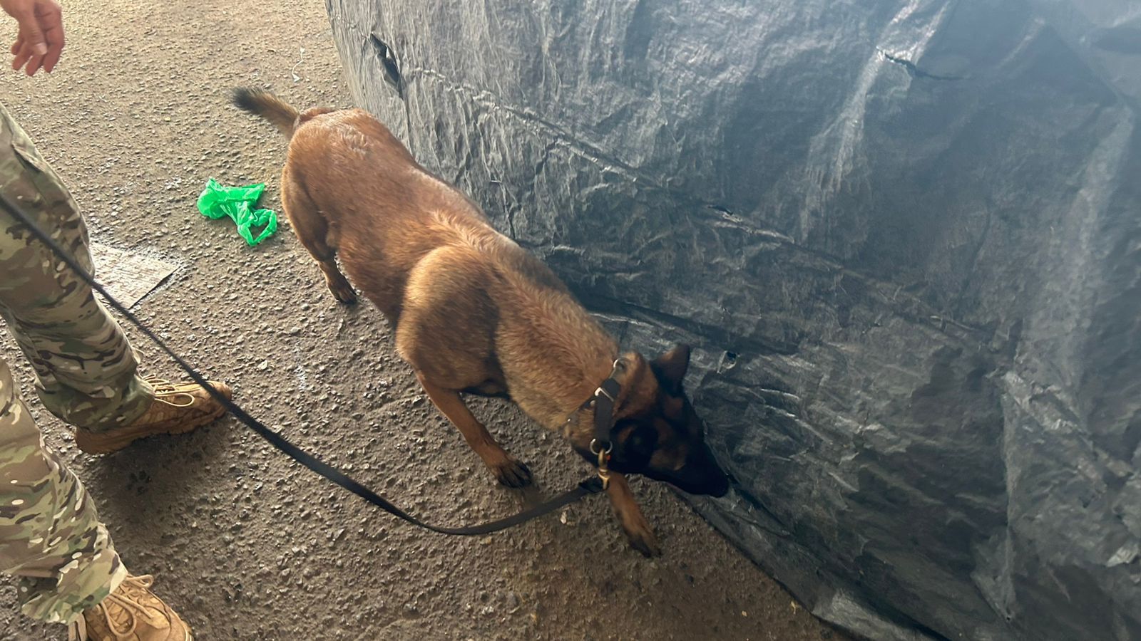 Cães farejadores entram em ação no Camaforró e reforçam combate ao tráfico em Camaçari