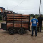Prefeitura de Lauro de Freitas apreende cinco cavalos soltos na Avenida Santos Dumont