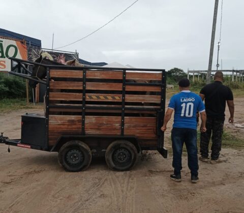 Imagem do post Prefeitura de Lauro de Freitas apreende cinco cavalos soltos na Avenida Santos Dumont