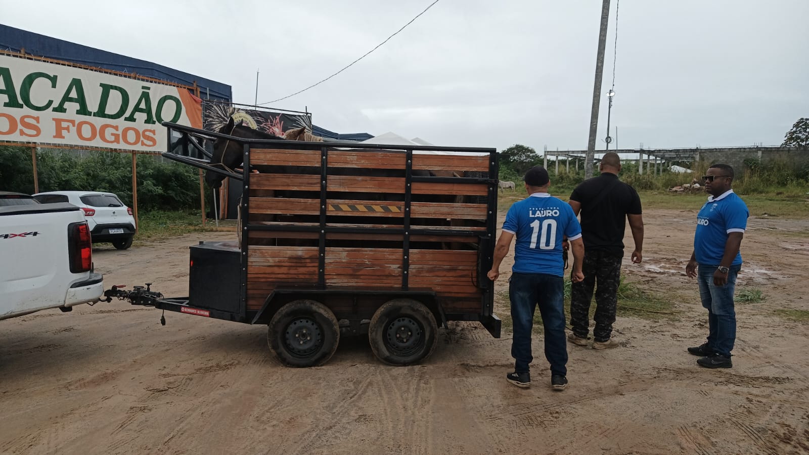 Prefeitura de Lauro de Freitas apreende cinco cavalos soltos na Avenida Santos Dumont