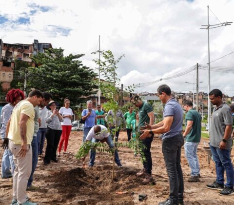 Imagem do post Salvador ganha primeira microfloresta urbana para combater ilhas de calor e mitigar efeitos climáticos