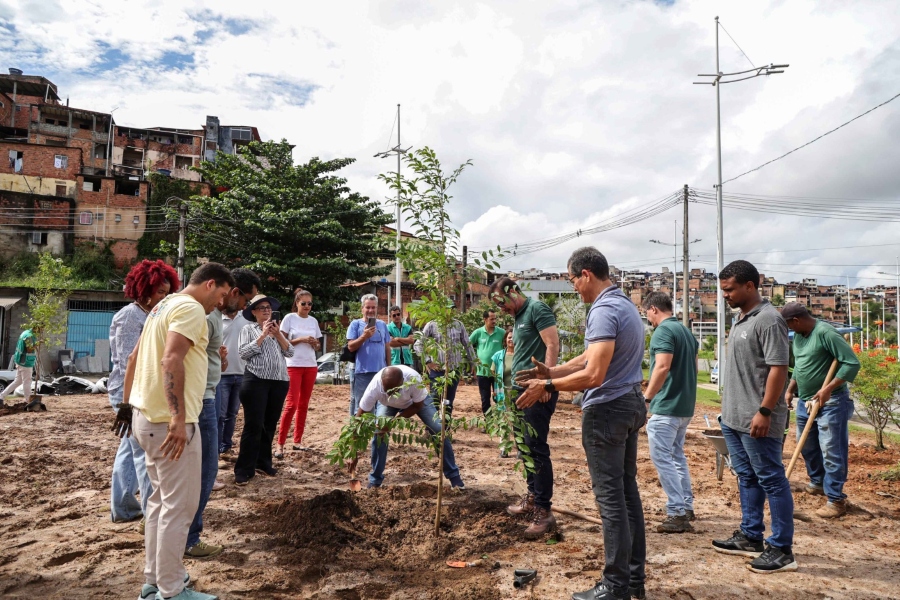 Salvador ganha primeira microfloresta urbana para combater ilhas de calor e mitigar efeitos climáticos
