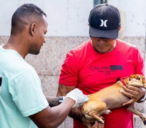 Imagem do post Camaçari realiza o Dia D de imunização de animais de estimação neste sábado