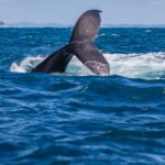 Um espetáculo em alto-mar: temporada das baleias-jubarte impulsiona turismo de natureza em Salvador
