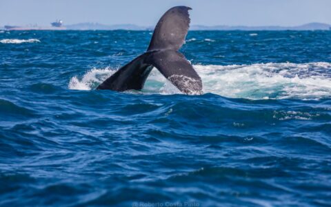 Imagem do post Um espetáculo em alto-mar: temporada das baleias-jubarte impulsiona turismo de natureza em Salvador