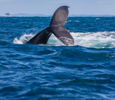 Imagem do post Um espetáculo em alto-mar: temporada das baleias-jubarte impulsiona turismo de natureza em Salvador