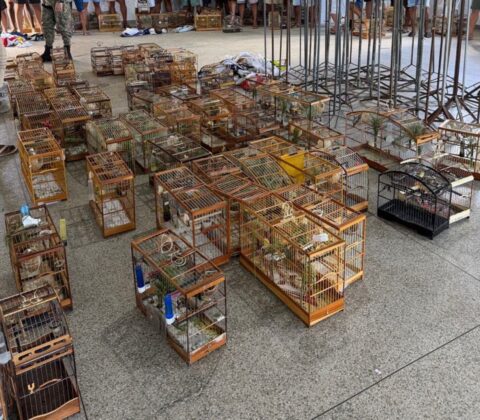 Imagem do post PM interrompe torneio irregular de pássaros e detém 35 pessoas por crime de maus-tratos