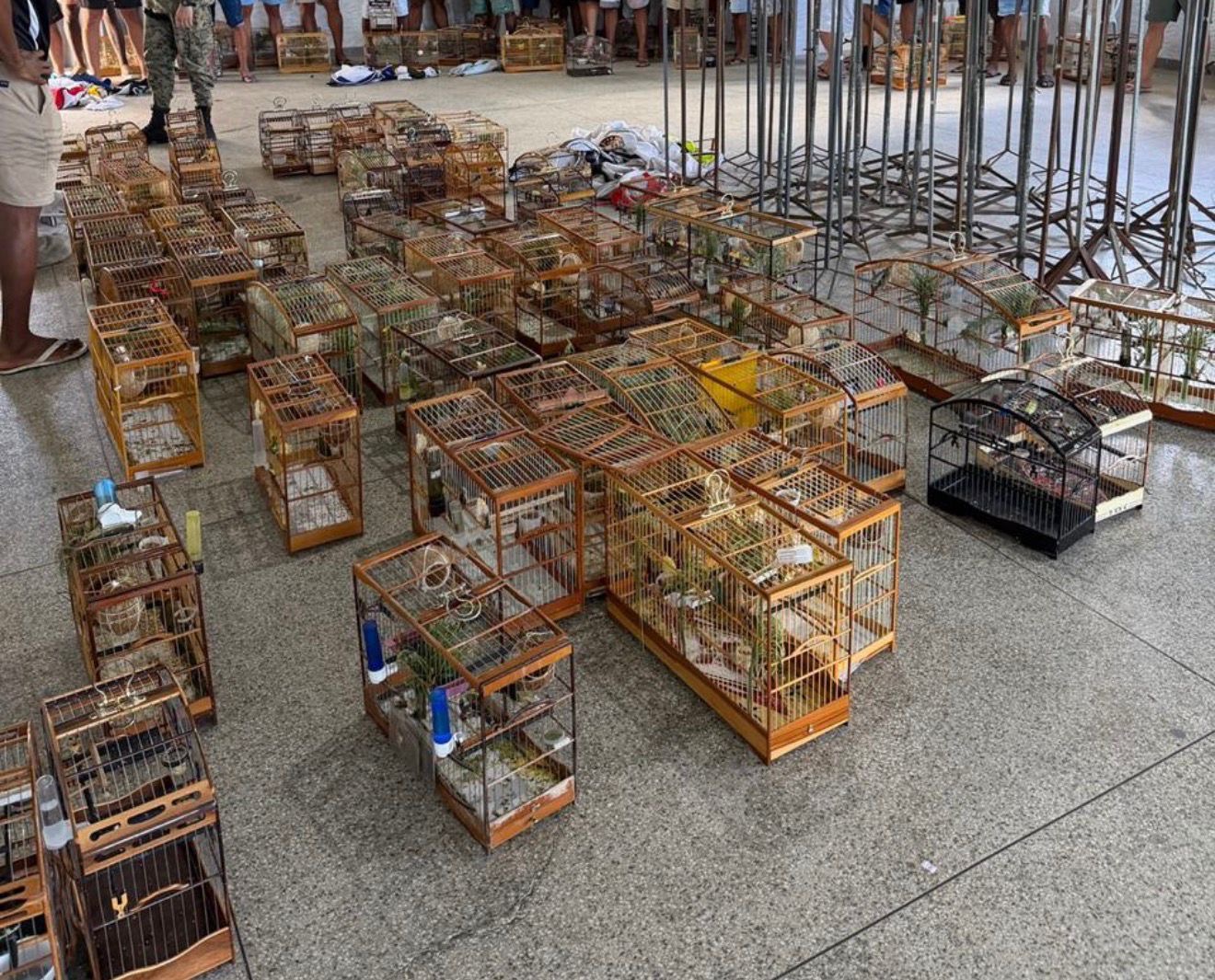 PM interrompe torneio irregular de pássaros e detém 35 pessoas por crime de maus-tratos
