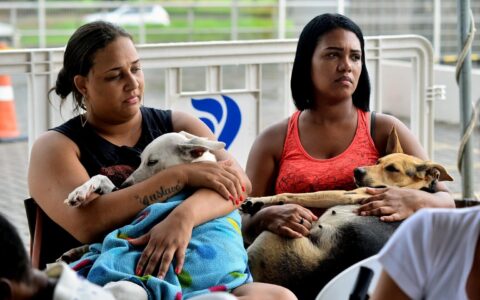 Imagem do post Salvador realiza 14 mil castrações gratuitas de cães e gatos no primeiro semestre de 2026