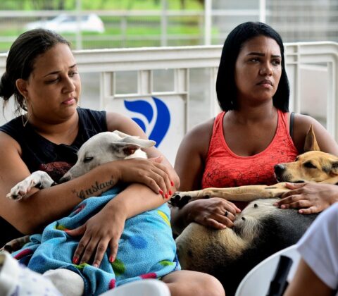 Imagem do post Salvador realiza 14 mil castrações gratuitas de cães e gatos no primeiro semestre de 2026