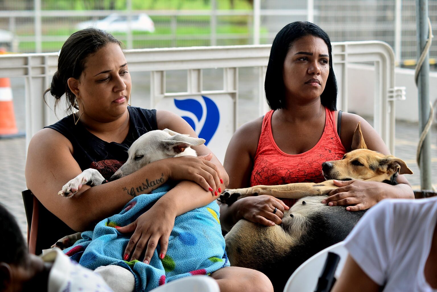 Salvador realiza 14 mil castrações gratuitas de cães e gatos no primeiro semestre de 2026