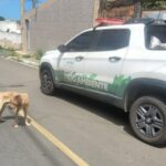 Lauro de Freitas amplia ações de proteção e defesa dos animais