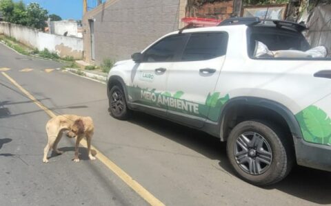 Imagem do post Lauro de Freitas amplia ações de proteção e defesa dos animais