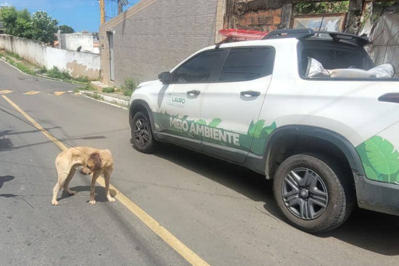 Lauro de Freitas amplia ações de proteção e defesa dos animais