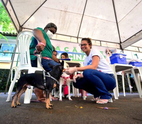 Imagem do post Campanha contra a raiva entra na reta final em Salvador; veja onde vacinar