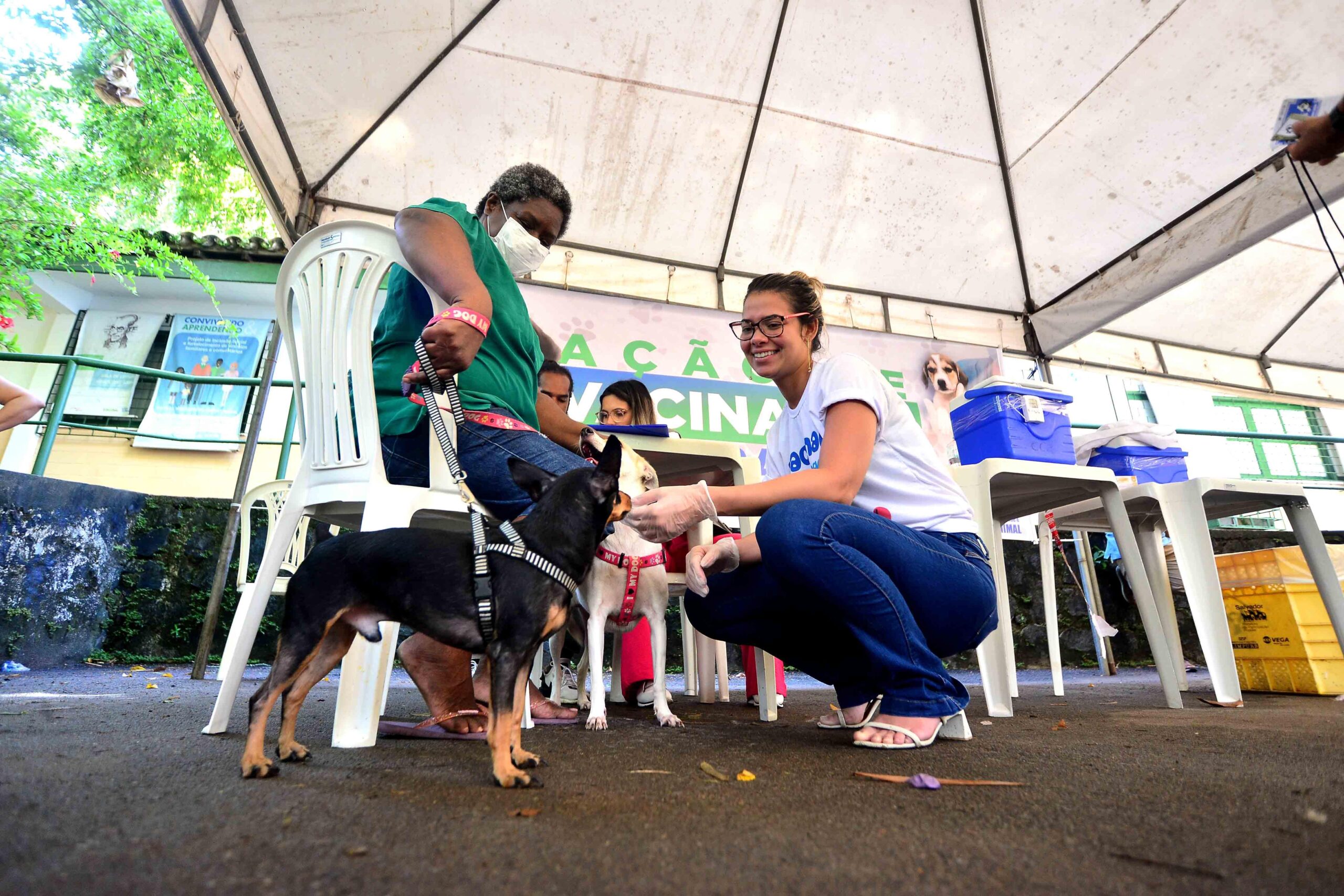 Campanha contra a raiva entra na reta final em Salvador; veja onde vacinar