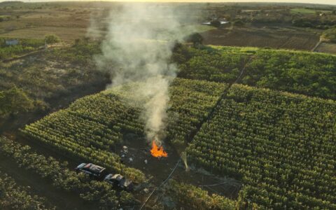 Imagem do post Operação destrói 20 mil pés de maconha na Bahia e causa prejuízo milionário ao tráfico