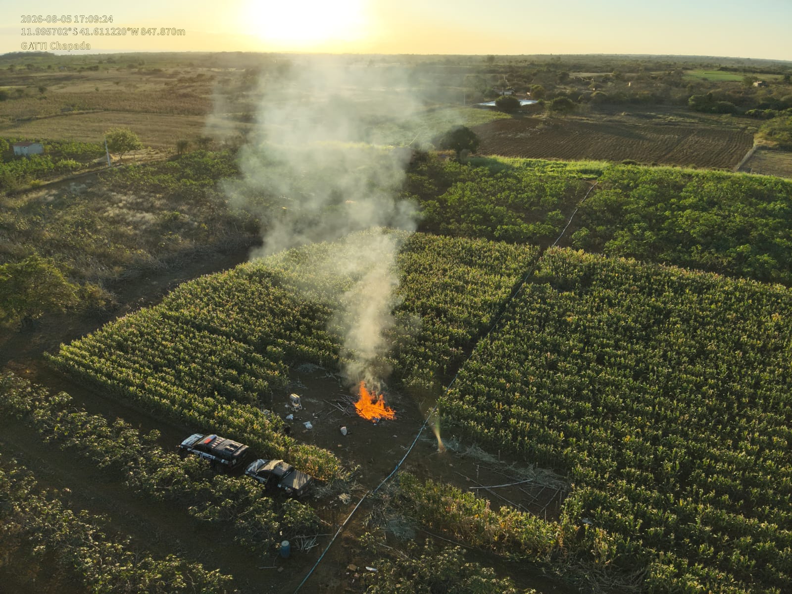 Operação destrói 20 mil pés de maconha na Bahia e causa prejuízo milionário ao tráfico