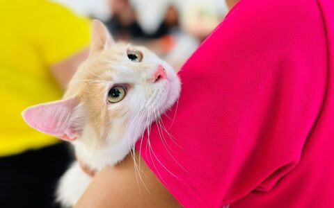 Imagem do post Castramóvel chega a Camaçari com castração gratuita de cães e gatos