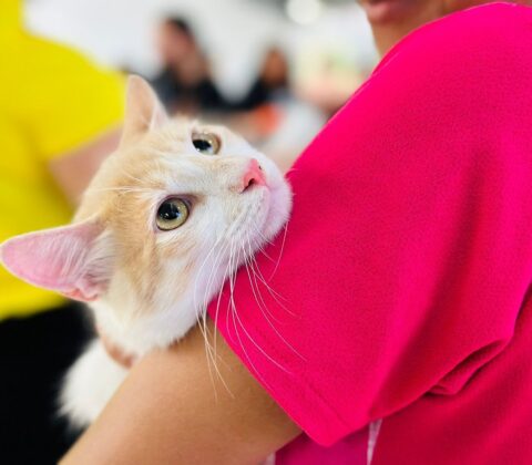 Imagem do post Castramóvel chega a Camaçari com castração gratuita de cães e gatos