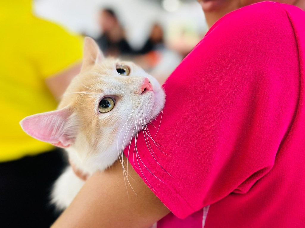 Castramóvel chega a Camaçari com castração gratuita de cães e gatos