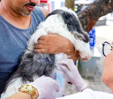 Imagem do post Camaçari intensifica vacinação antirrábica na região de Barra do Pojuca neste sábado