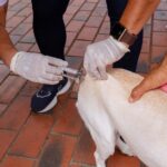 Lauro de Freitas alcança 2º lugar na vacinação antirrábica; veja número de animais protegidos