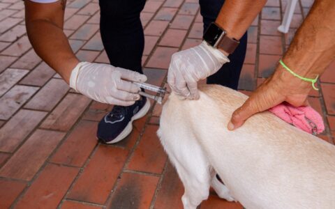 Imagem do post Lauro de Freitas alcança 2º lugar na vacinação antirrábica; veja número de animais protegidos