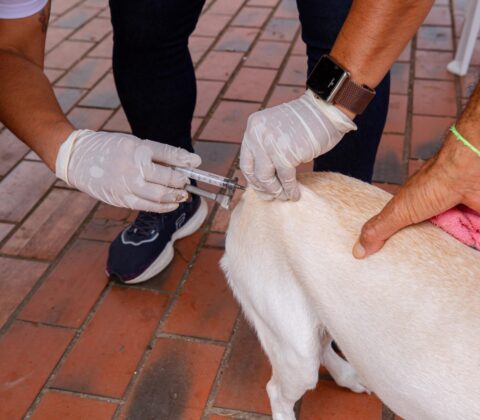 Imagem do post Lauro de Freitas alcança 2º lugar na vacinação antirrábica; veja número de animais protegidos