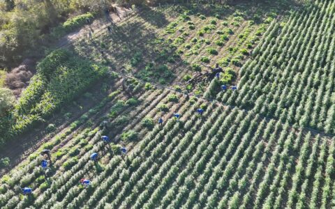Imagem do post Ação conjunta erradica 35 mil pés de maconha em Contendas do Sincorá