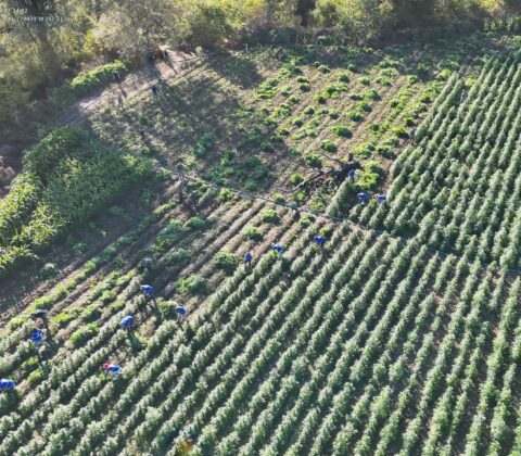 Imagem do post Ação conjunta erradica 35 mil pés de maconha em Contendas do Sincorá