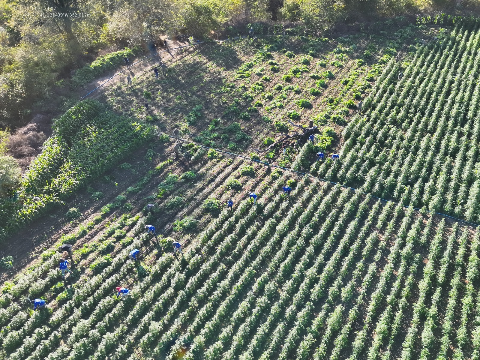 Ação conjunta erradica 35 mil pés de maconha em Contendas do Sincorá