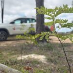 Camaçari vistoria 100 mudas plantadas no Cinturão Verde