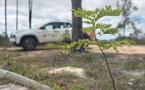 Imagem do post Camaçari vistoria 100 mudas plantadas no Cinturão Verde