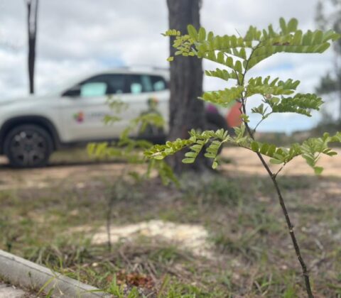Imagem do post Camaçari vistoria 100 mudas plantadas no Cinturão Verde