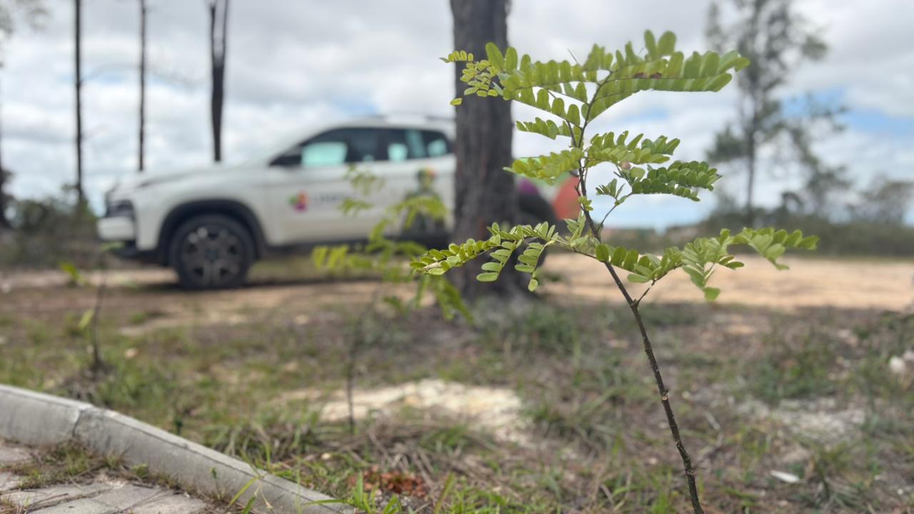 Camaçari vistoria 100 mudas plantadas no Cinturão Verde