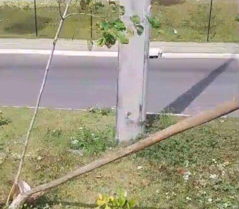 Imagem do post Prefeitura de Lauro de Freitas repudia atos de vandalismo contra projeto de preservação ambiental do município